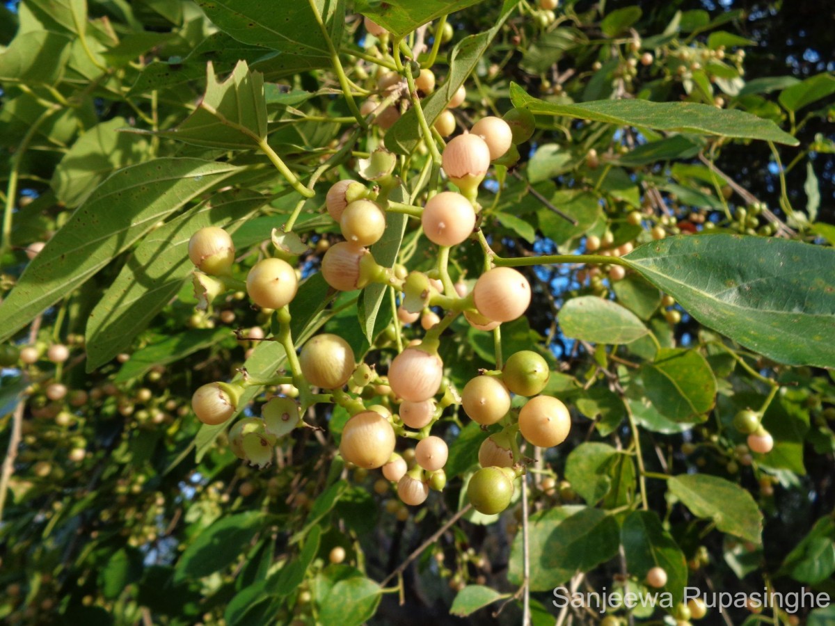 Cordia dichotoma G.Forst.